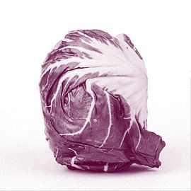 Bordeauxroter Radicchio von STUDIO7005 .nl