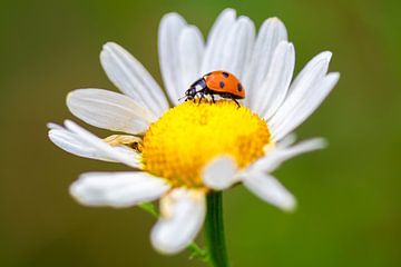 Ladybug on daisy by Evelyne Renske