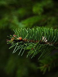 "Needle silence" by Photoartbyantoinnet