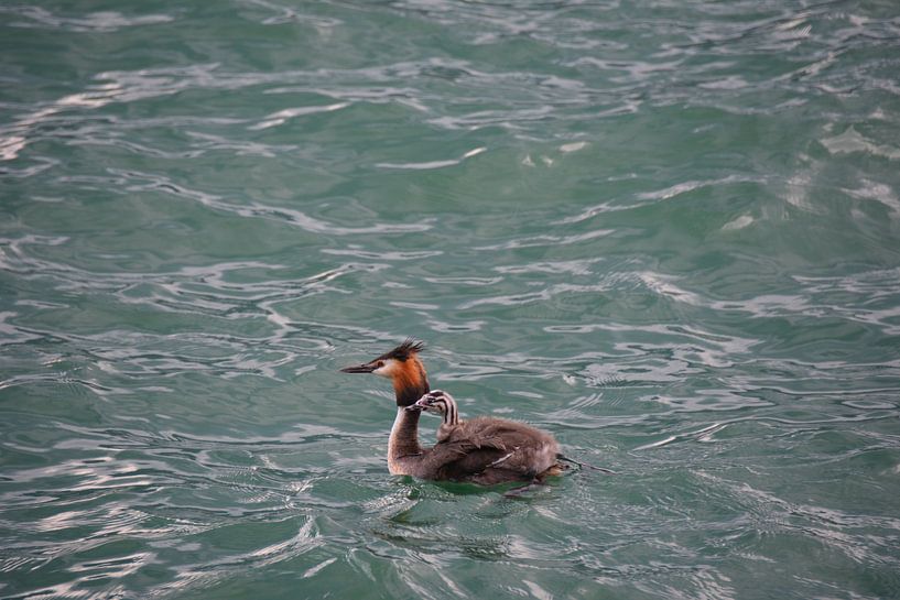 Haubentaucher mit Jungen auf dem Rücken im Lago D'iseo Italien von My Footprints
