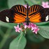 Macro photo d'un papillon fleur de la passion (tropical) sur un fond doux sur Jolanda Aalbers