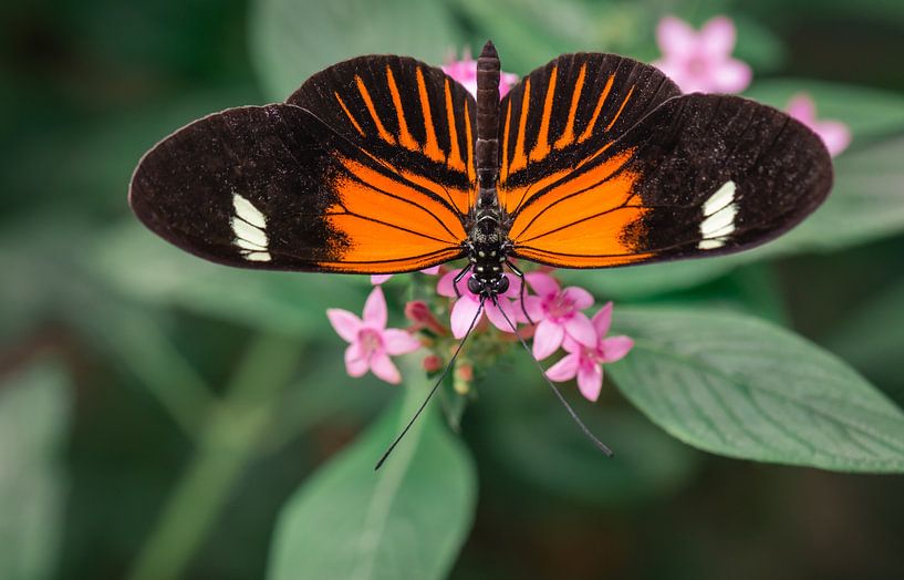 Macrofoto van een passiebloem (tropische) vlinder op zacht achtergrond van Jolanda Aalbers