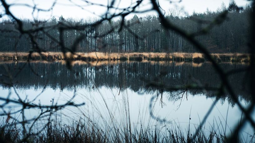 Peatland by Ruben Terlouw