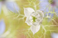 Persian Jewel Romantic White