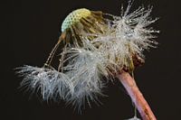 Fluff