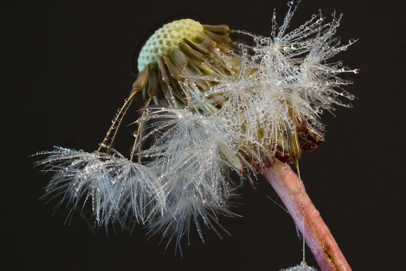 Fluff by Huub Westendorp