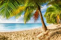 Traumstrand mit Palmen auf der Karibik Insel Barbados. von Voss Fine Art Fotografie Miniaturansicht