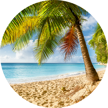 Droomstrand met palmbomen op het Caribische eiland Barbados. van Voss Fine Art Fotografie