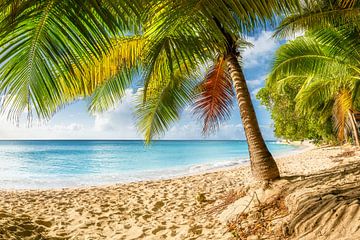 Droomstrand met palmbomen op het Caribische eiland Barbados. van Voss Fine Art Fotografie