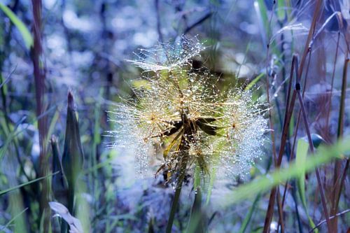 Pusteblume