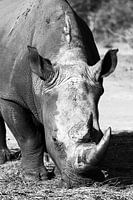 Namibian Rhino