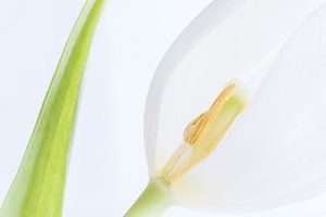 Tulipe blanche en highkey