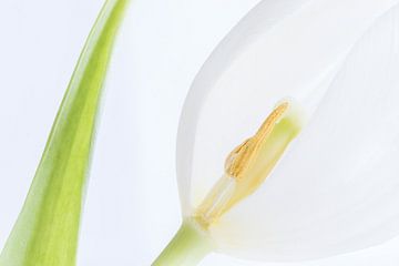 White tulip in highkey by Heidi Bol