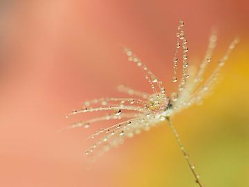 drops of water on a single dandelion fluff by Anne Loos