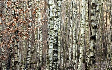 Forêt de bouleaux en hiver sur Renate Knapp