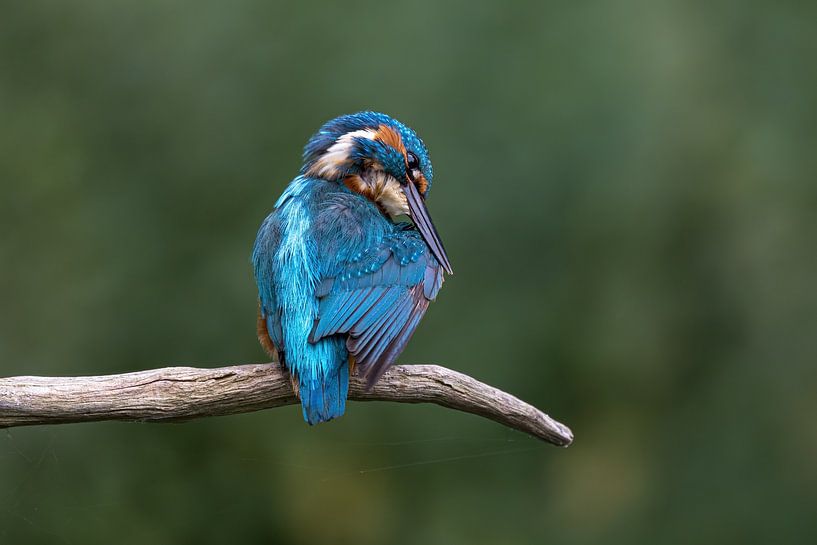 Eisvogel von Thomas Herzog