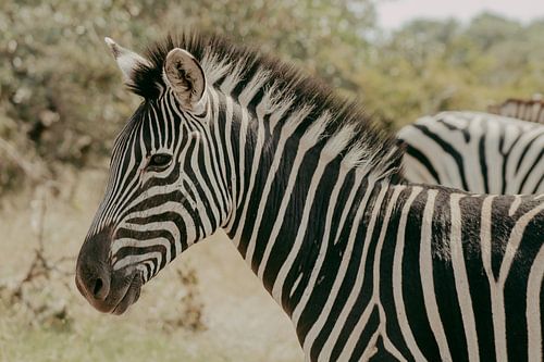Zebra, Krugerpark