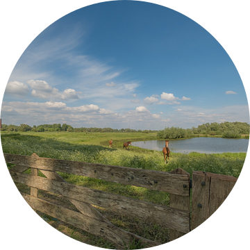 Paarden in landschap van Moetwil en van Dijk - Fotografie