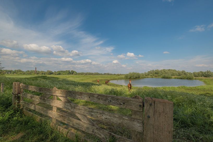Les chevaux dans le paysage par Moetwil en van Dijk - Fotografie