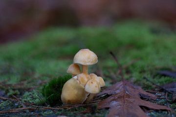 Het eenzame kleine paddenstoeltje van Kim Jansen
