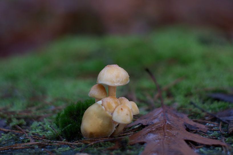 Le petit champignon solitaire par Kim Jansen