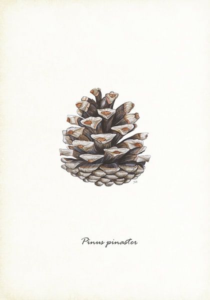 Pomme de pin maritime par Jasper de Ruiter