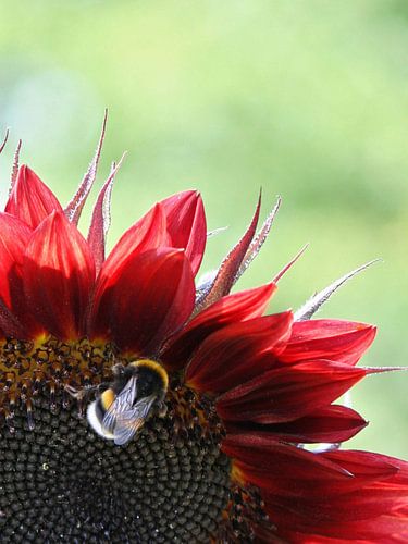 bij op zonnebloem