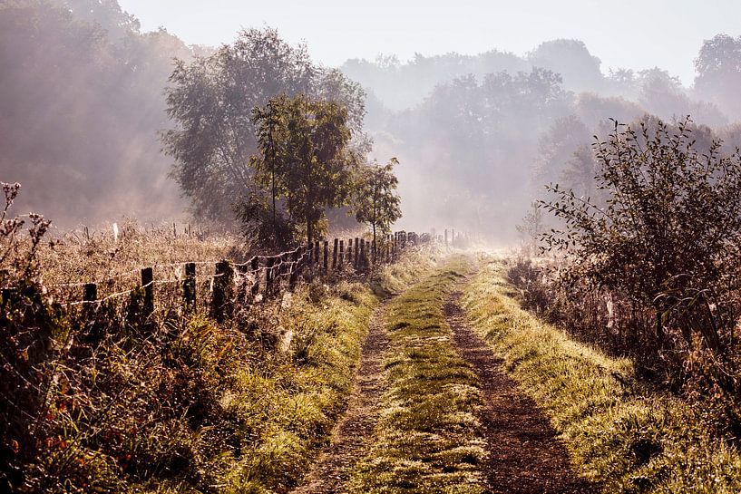 Road into  the Light by Rob Boon