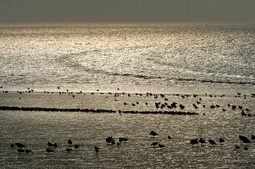 Vogels rusten uit op het wad van de Waddenzee bij Harlingen. van Marcel van Kammen
