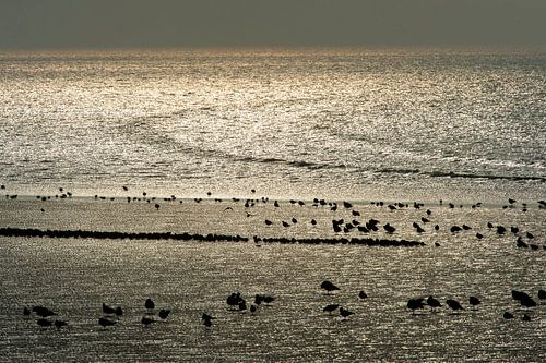 Vogels rusten uit op het wad van de Waddenzee bij Harlingen.