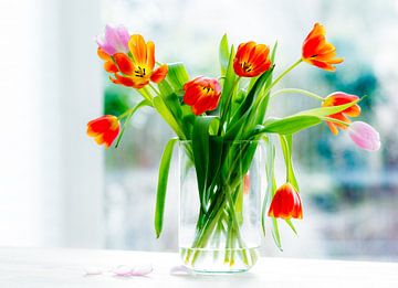 Dernier jour des tulipes sur Corinna van der Ven