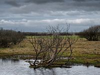 Wetlands
