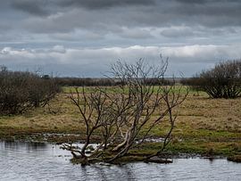 Wetlands by Orangefield-images