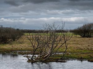 Wetlands sur Orangefield-images