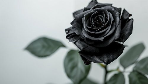 Panorama de la rose noire