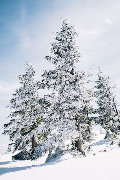 Schneebedeckte Bäume von Patrycja Polechonska