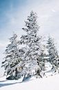 Schneebedeckte Bäume von Patrycja Polechonska Miniaturansicht