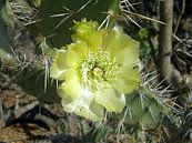 Cactus straalt van Silvia Weenink thumbnail