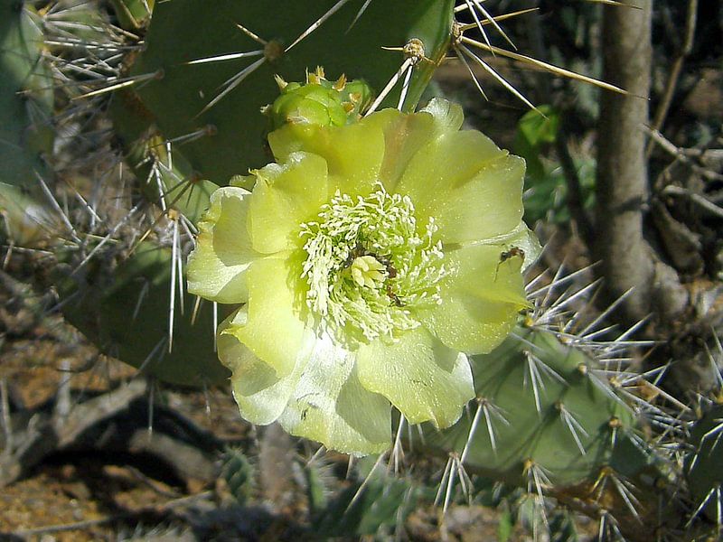 Cactus straalt par Silvia Weenink