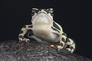 Crapaud arlequin (Atelopus high-mothi)