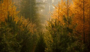 Une forêt de pins brumeuse par une belle journée d'automne sur Sjoerd van der Wal Photographie