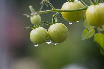 Des mini-tomates immatures sont suspendues à l'arbuste Paradeiser dans le jardin biologique.