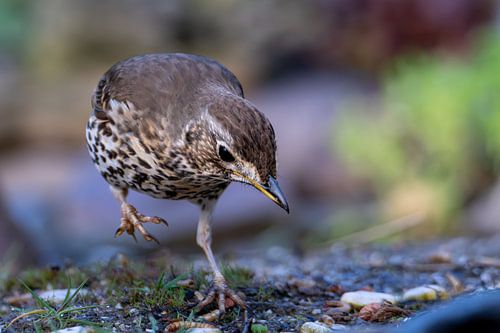 Singdrossel auf Futtersuche