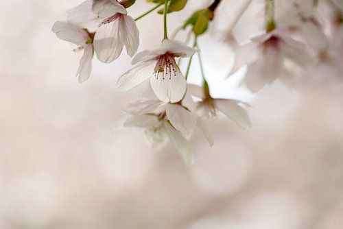 Bloesem in Pastel. Soft focus.