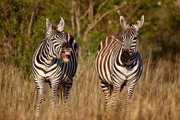 Burchell's Zebra's van Peter Michel