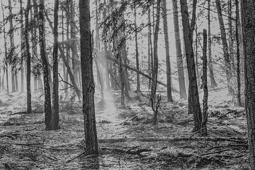 Sonnenstrahlen durch den Wald in Schwarz und Weiß von Huub de Bresser