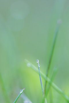 Gras by Robert Wiggers