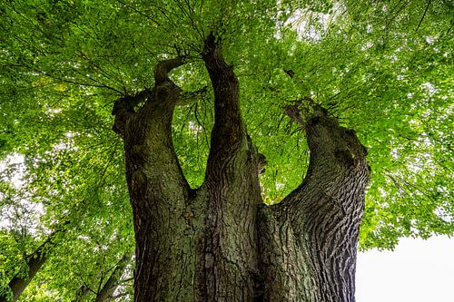Oude linde met groen bladerdak
