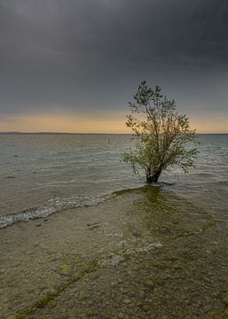 verlassener Baum von Patrick Herzberg