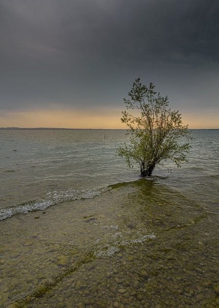 Lost tree van Patrick Herzberg